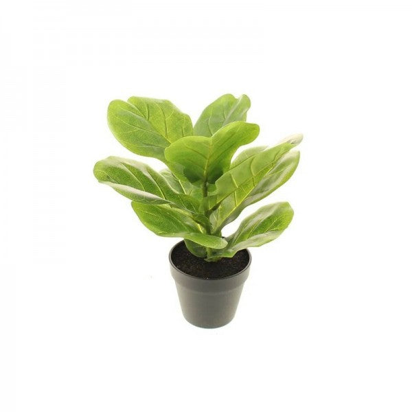Small Plants - Including Pot