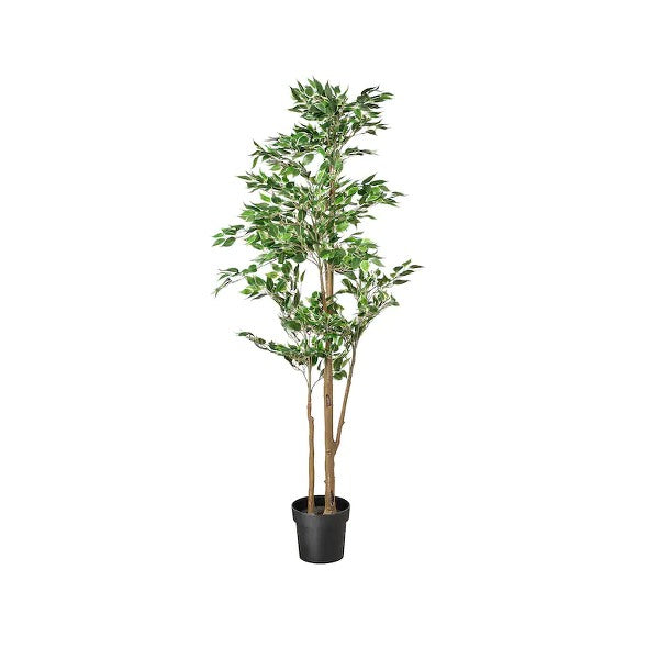 Assorted Plants