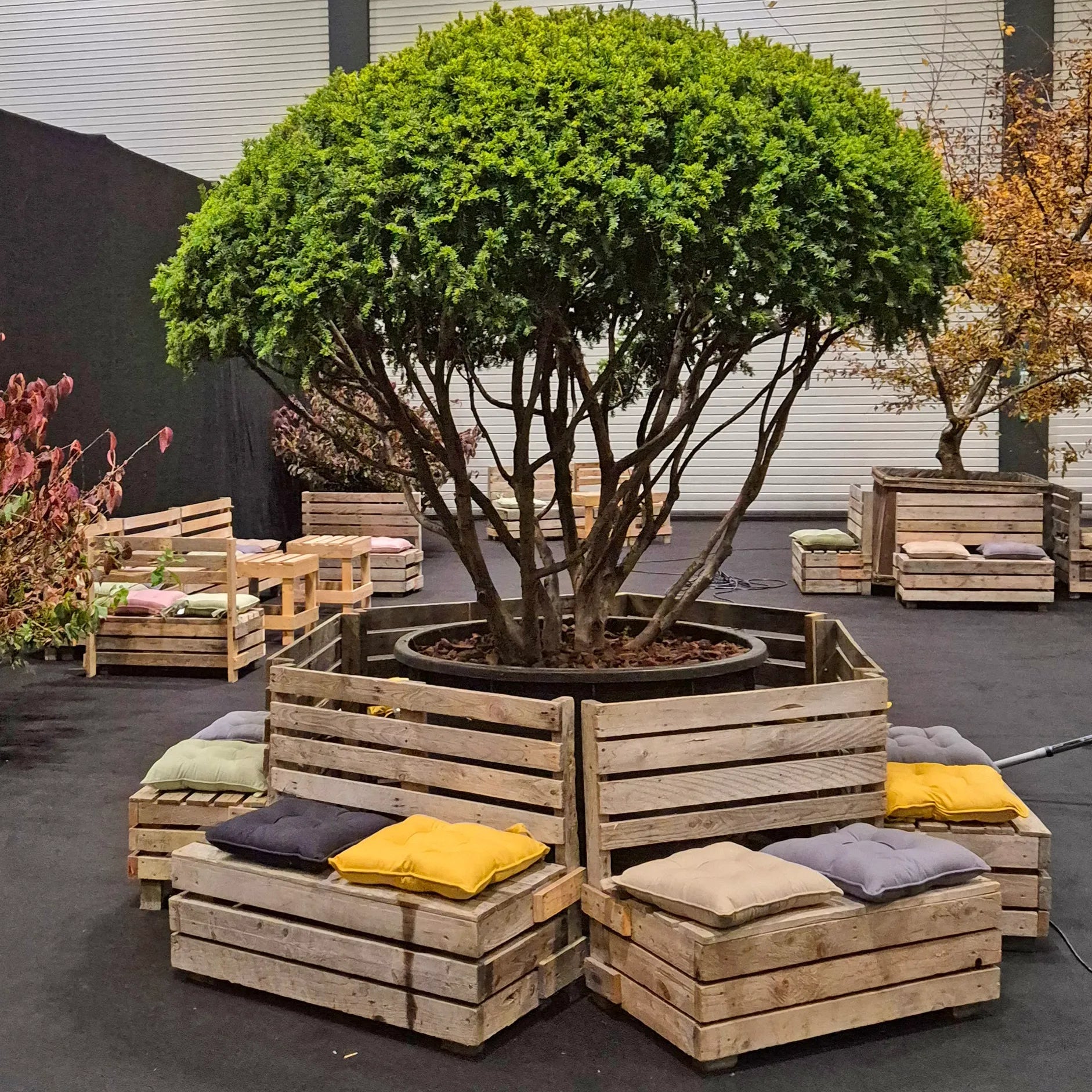 Image of A large green tree in a hexagonal wooden crate planter, surrounded by matching wooden bench seats with cushions in a showroom setting.