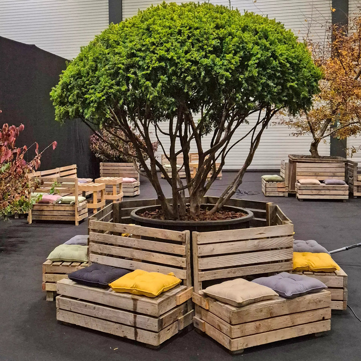 A large green tree in a hexagonal wooden crate planter, surrounded by matching wooden bench seats with cushions in a showroom setting.